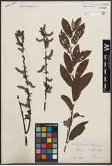 Foto von Salix cinerea L. x Salix nigricans Sm.